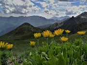 59 Doronicum grtandiflorum (Doronico dei maceret) con vista su Monte Avaro ed oltre
